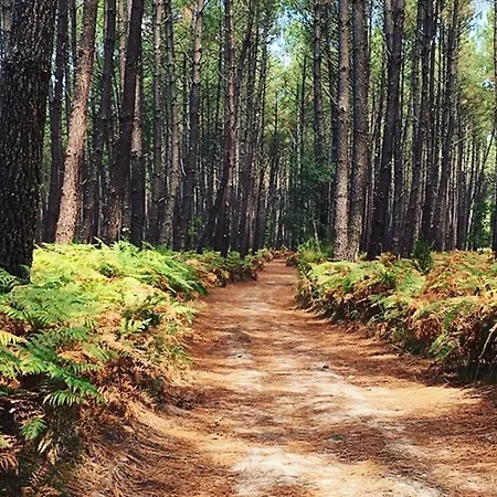 Decore A 50m De La Avec Parking Et Wifi - Fr-1-379-25 Vieux-Boucau-les-Bains